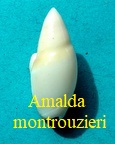 Amalda montrouzieri, Souverbie 1860